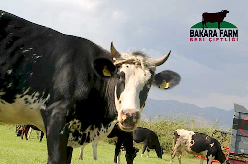 BESİ ÇİFTLİĞİ GÜBRE YÖNETİMİ