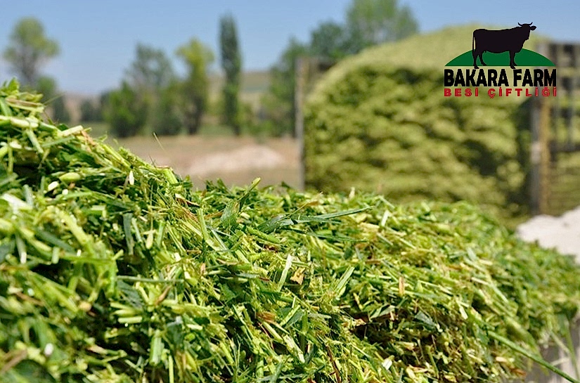 SİLAJ NEDİR NASIL KULLANILIR?