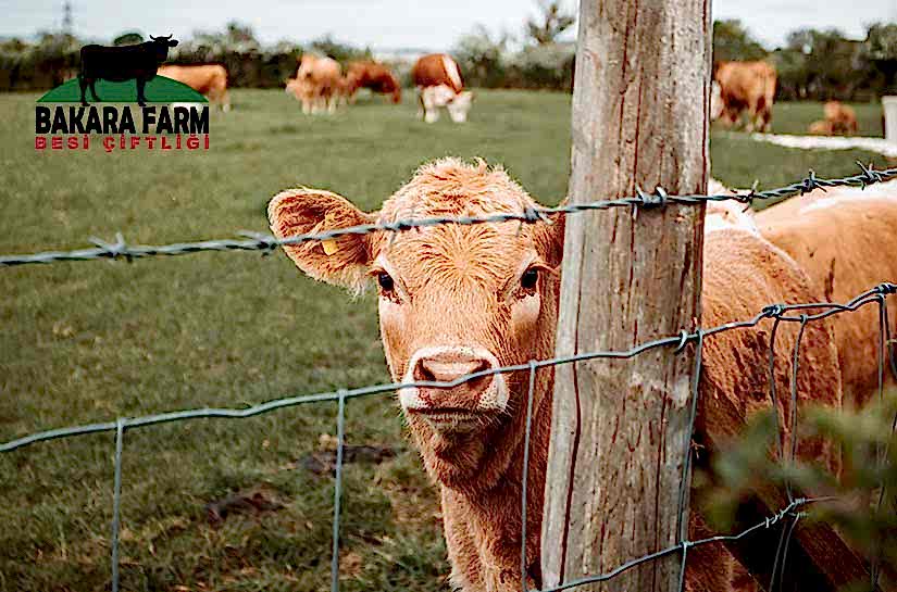 SIĞIR YETİŞTİRİCİLİĞİNDE KULLANILAN AŞILAR VE ÖNEMİ