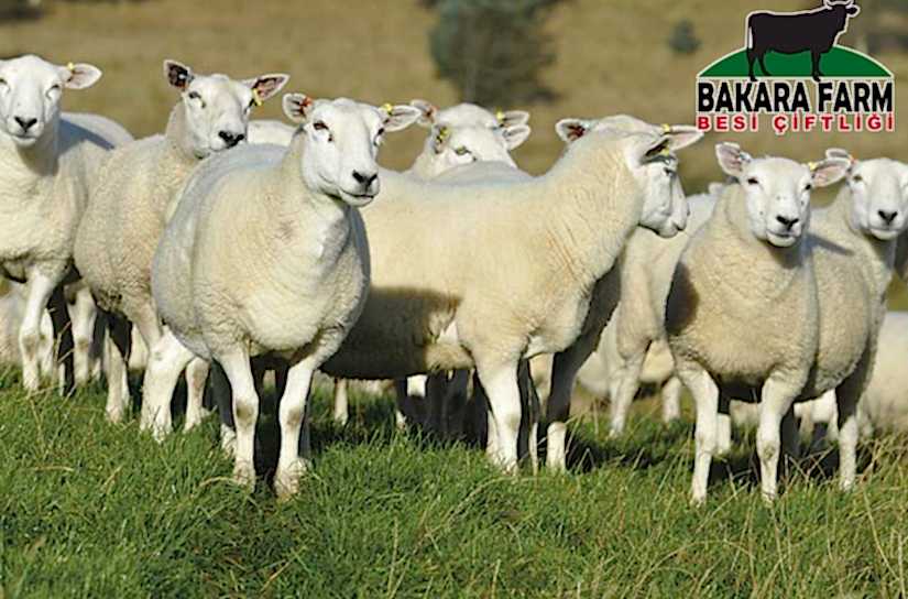 KÜÇÜKBAŞ HAYVANCILIK HANGİ BÖLGELER İÇİN UYGUNDUR?