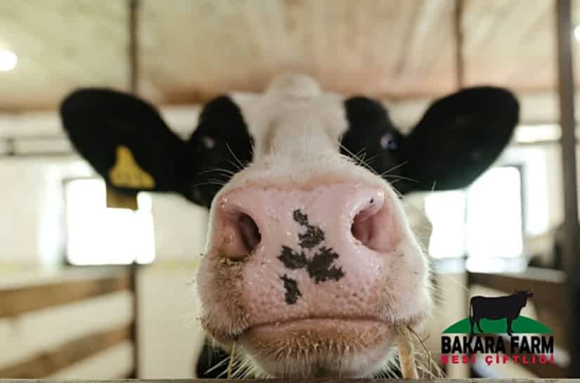 HAYVANLARDA 3 GÜN HASTALIĞI NEDİR?