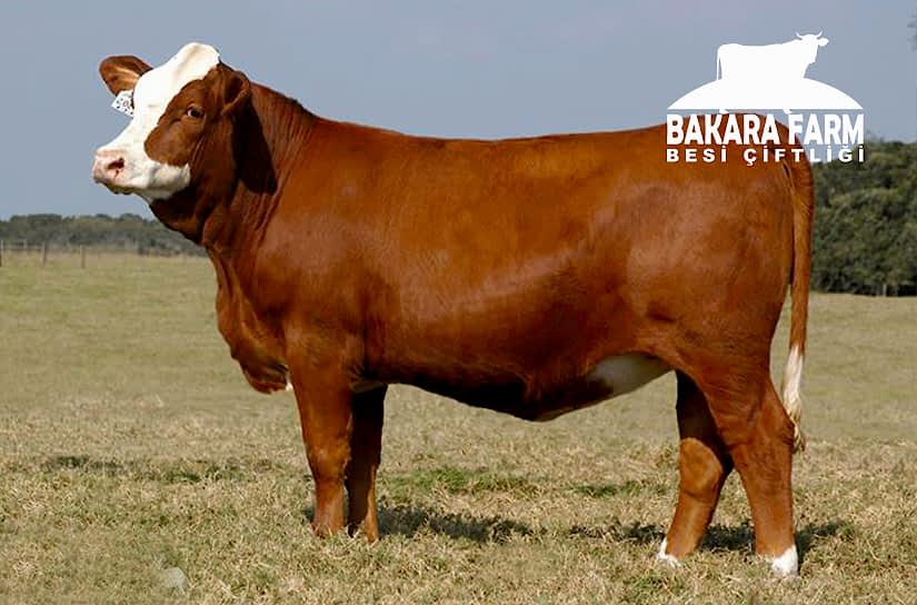 BURSA KURBAN KESİM YERLERİNDE HANGİ ÖZELLİKLER OLMALI