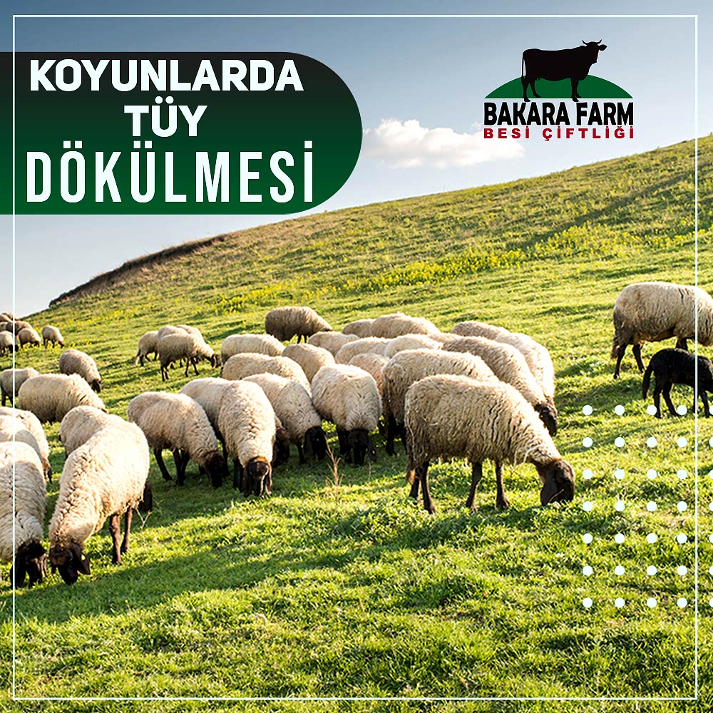KOYUNLARDA TÜY DÖKÜLMESİ