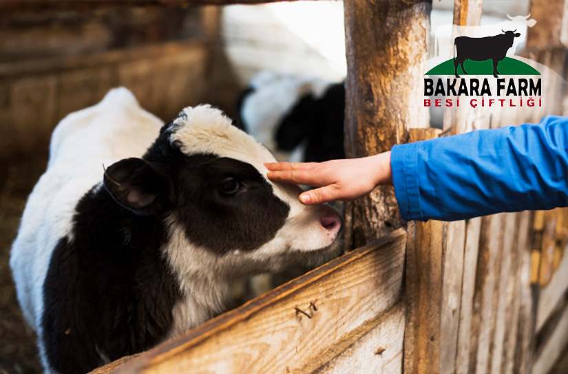 ORHANELİ BESİ ÇİFTLİĞİ VE HAYVAN YETİŞTİRİCİLİĞİ