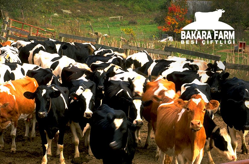 SÜRÜ YÖNETİCİSİ İSTİHDAM DESTEĞİ 