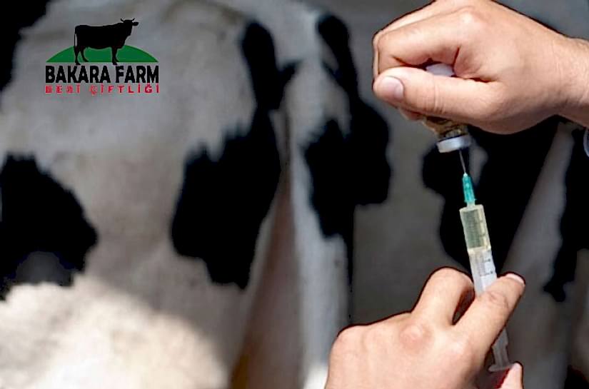 HAYVANCILIKTA KORUYUCU HEKİMLİĞİN ÖNEMİ