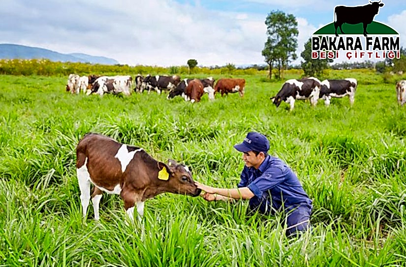 BURSA KURBANLIK DANA FİYATLARI 