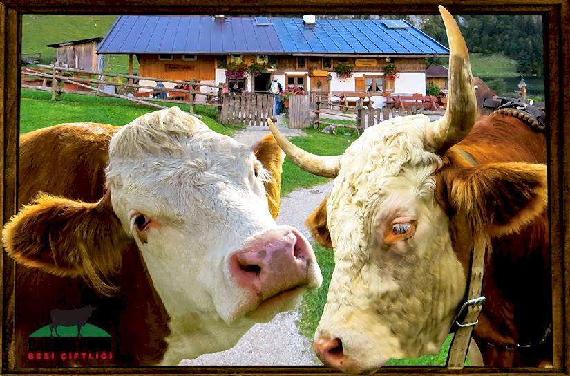 NEDEN ÇİFTLİK KURULMALI