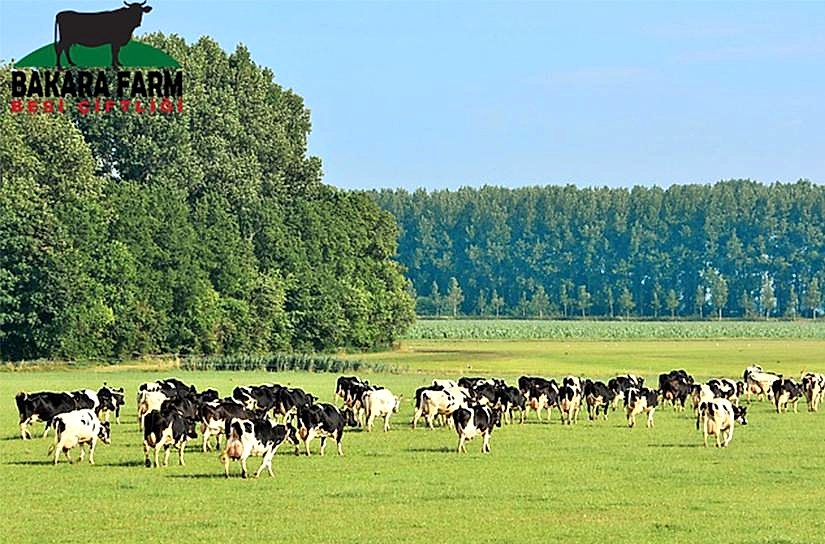 ÇİFTLİK ÜRÜNLERİ NELERDİR?