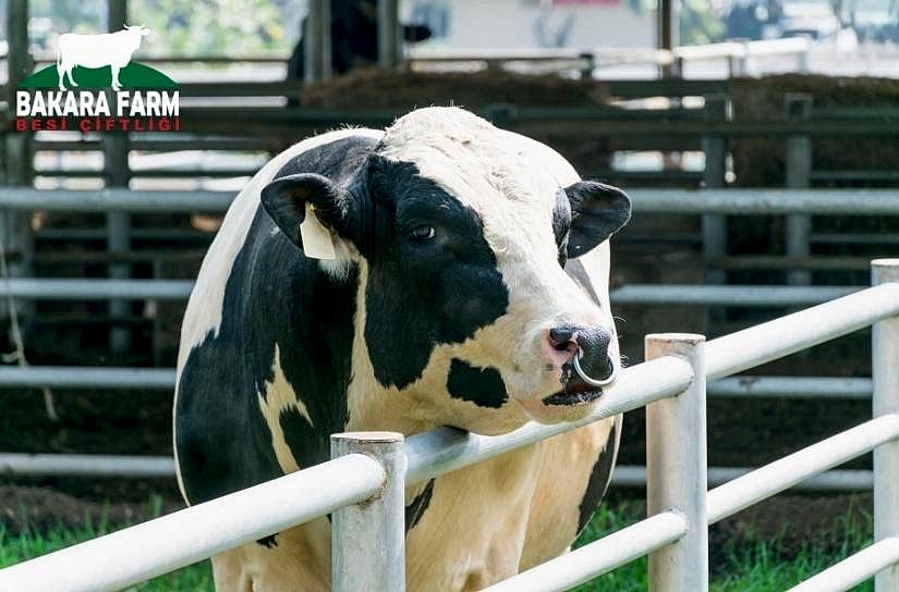 KAPALI AHIRDA BÜYÜKBAŞ HAYVAN YETİŞTİRİCİLİĞİ NASIL OLMALIDIR?