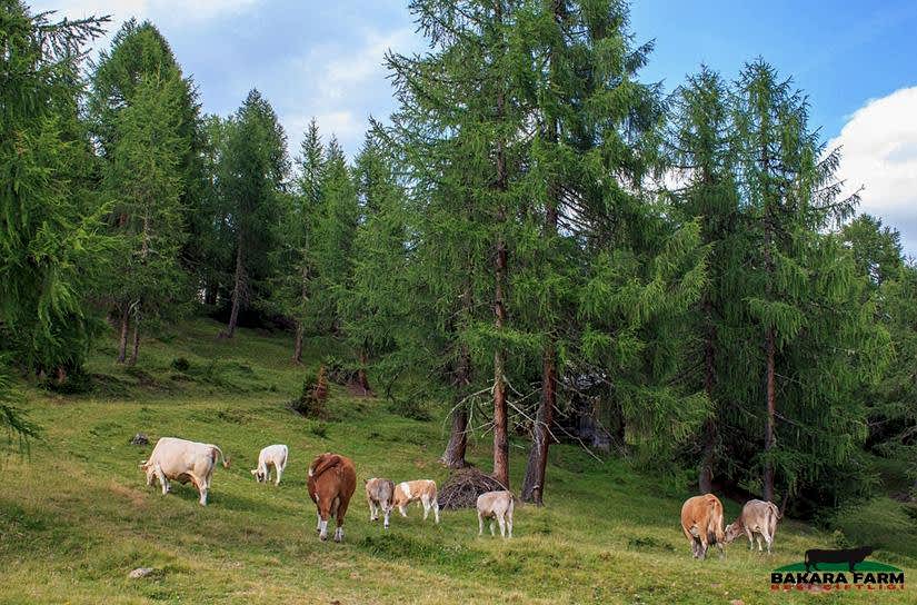 HAYVAN YETİŞTİRİCİLİĞİ VE SAĞLIĞI