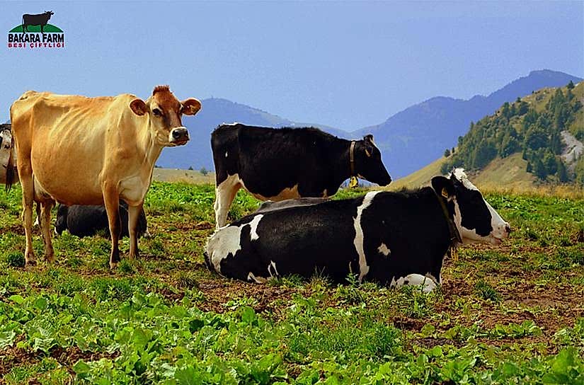 Hayvancılık Hibe Desteği Nedir?