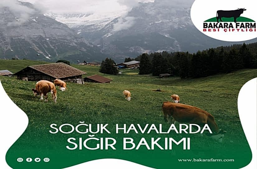 SOĞUK HAVALARDA SIĞIR BAKIMI