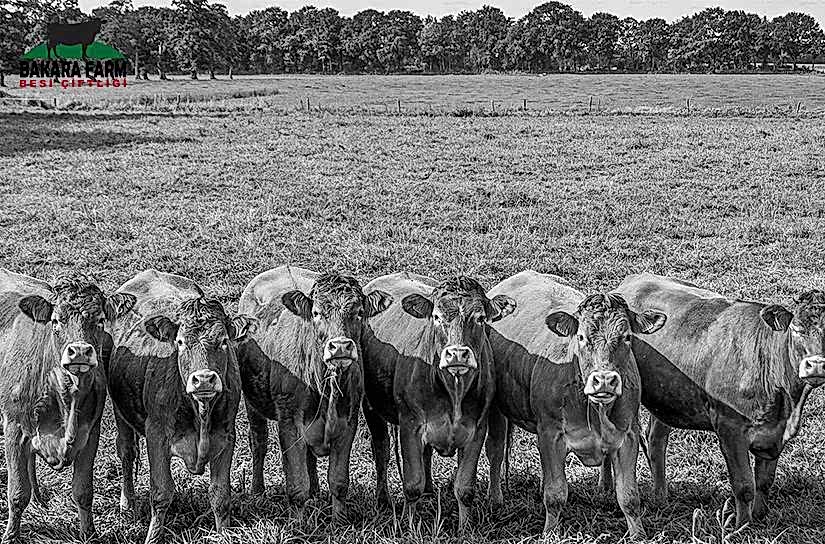 Besi Hayvanları Nelerdir ?