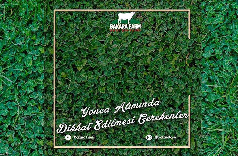 YONCA ALIMINDA DİKKAT EDİLMESİ GEREKENLER