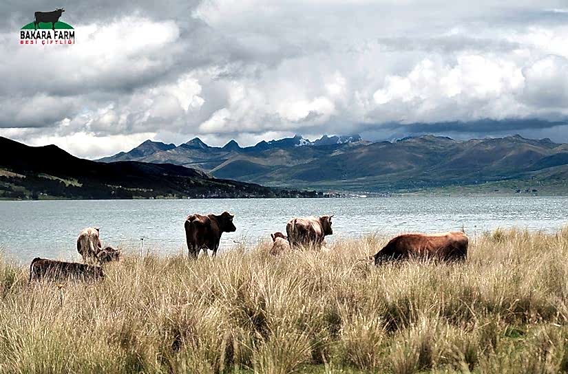 Besicilik Nasıl Yapılır ?