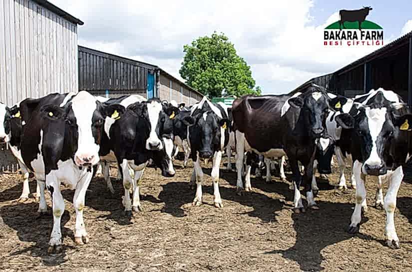 BURSA BESİ ÇİFTLİKLERİ