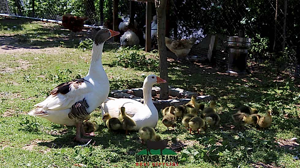Bakara Farm Besi Çiftliği