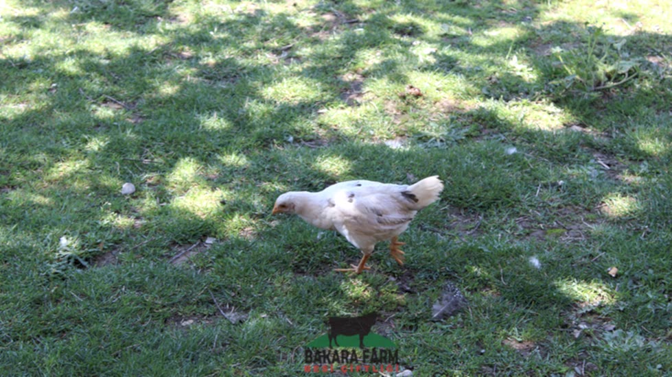 Bakara Farm Besi Çiftliği