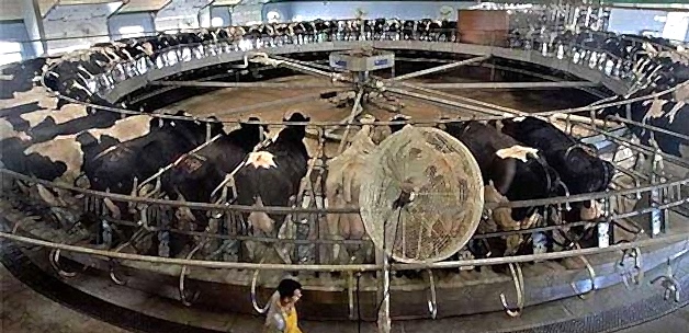 Bakara Farm Besi Çiftliği