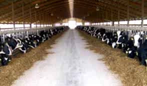 BESİ ÇİFTLİĞİ NEDİR?