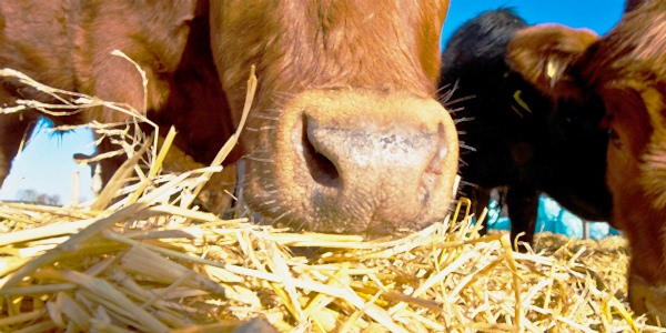Bakara Farm Besi Çiftliği