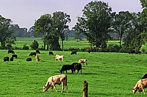 BURSA’DA ÇİFTLİK KURMAK VE ÇİFTLİK FAALİYETLERİ