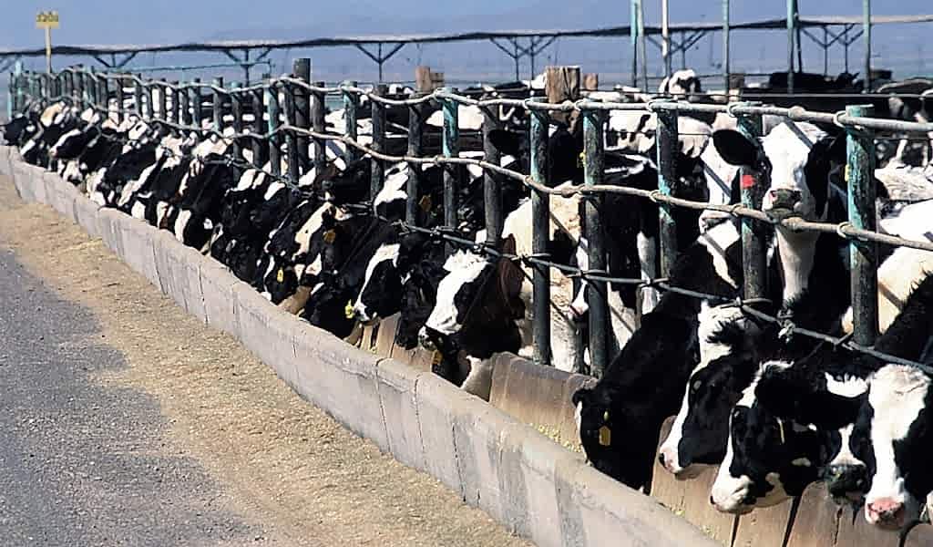 BÜYÜKBAŞ HAYVANCILIK NASIL YAPILIR?