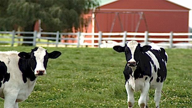 ÇİFTLİK NASIL KURULUR?