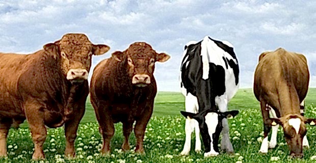 HAYVANCILIK KREDİ VE TEŞVİKLERİ