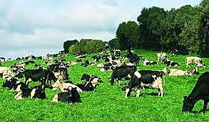 Bakara Farm Besi Çiftliği