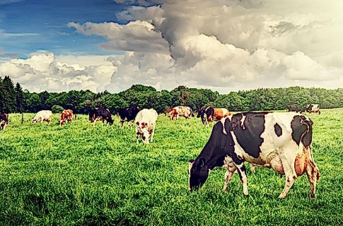 ORGANİK BESLENMENİN FAYDALARI